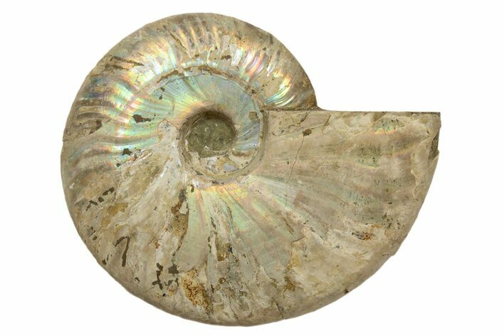 Silver Iridescent Ammonite (Cleoniceras) Fossil - Madagascar #317492